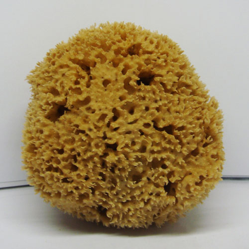 Sea Sponge-size 66
