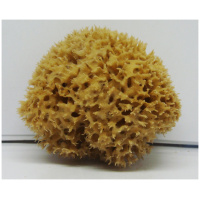 Extra Quality Sea Sponge-small